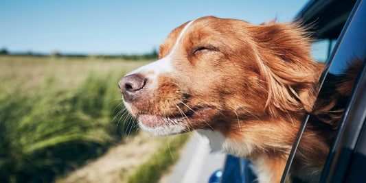 Reisen mit Hund: Die besten hundefreundlichen Reiseziele 2025