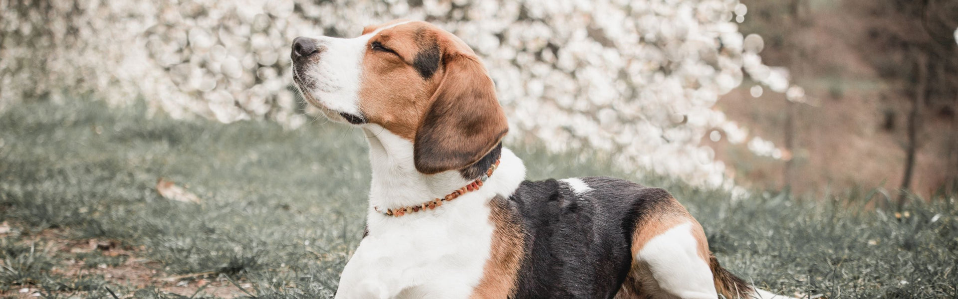 Bernsteinketten für Hunde mit Edelsteinen
