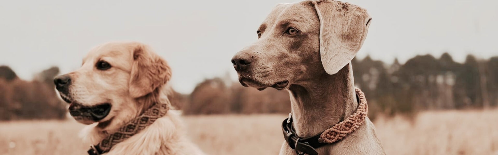 Hundehalsbänder aus Tau und Leder