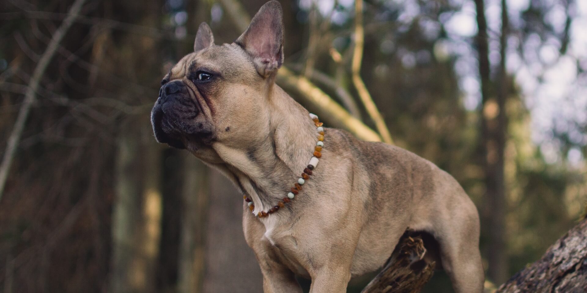 Header Bernsteinketten für Hunde