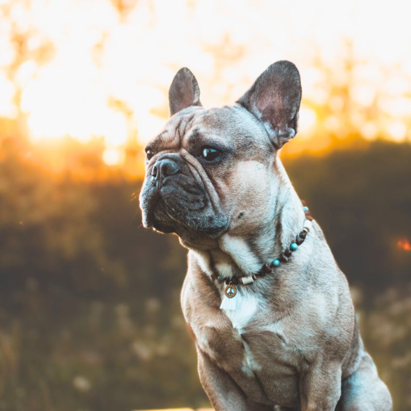 Bernsteinketten für Hunde hergestellt in Handarbeit aus echtem Naturbernstein