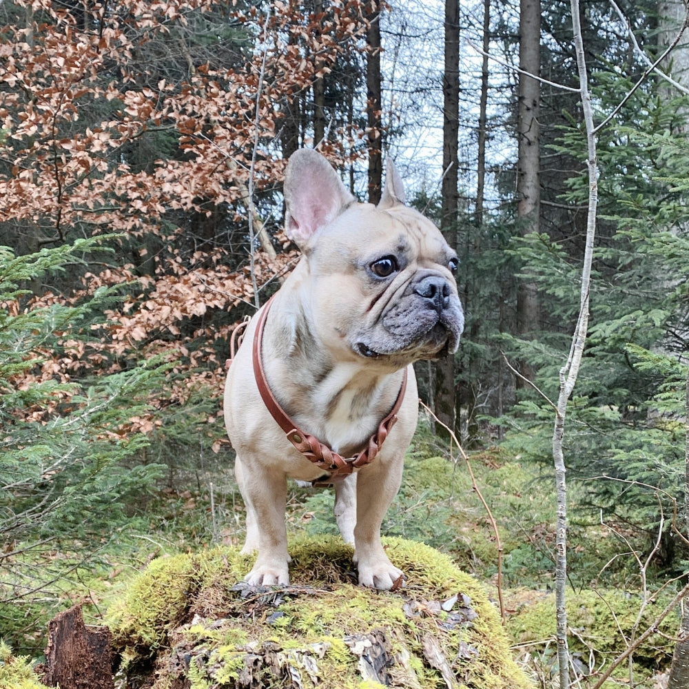 Ledergeschirr für Hunde Rassen