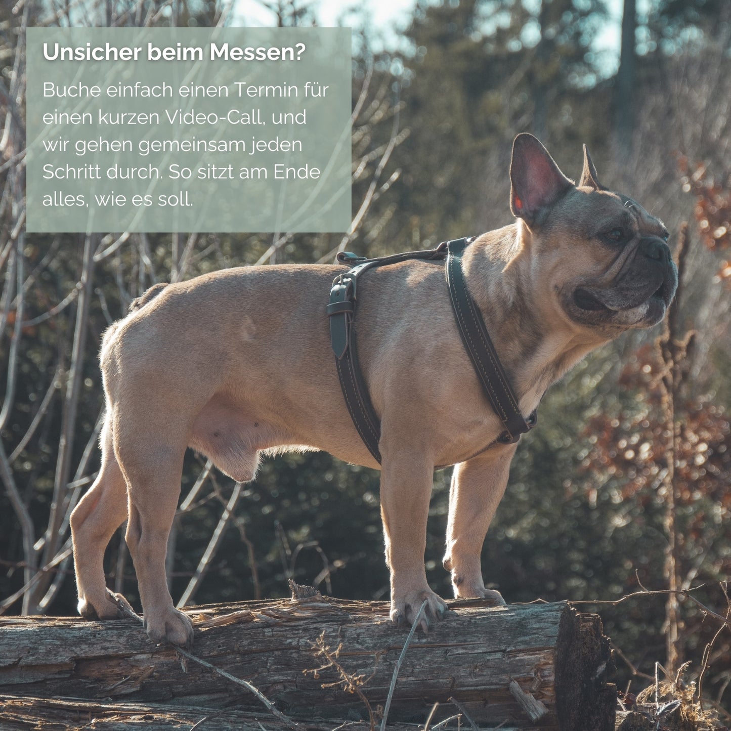 Ledergeschirr 'Wildfang' Braun