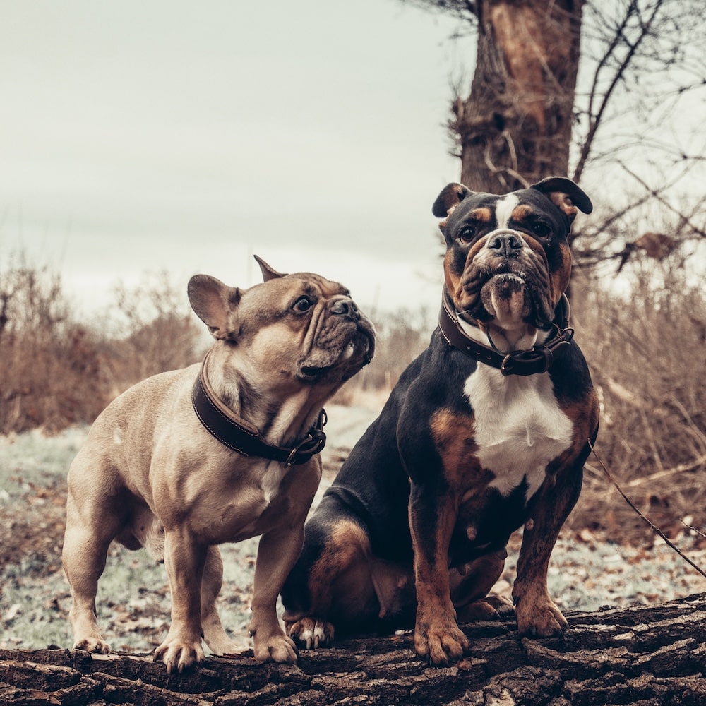 Breites Lederhalsband für Hunde gepolstert