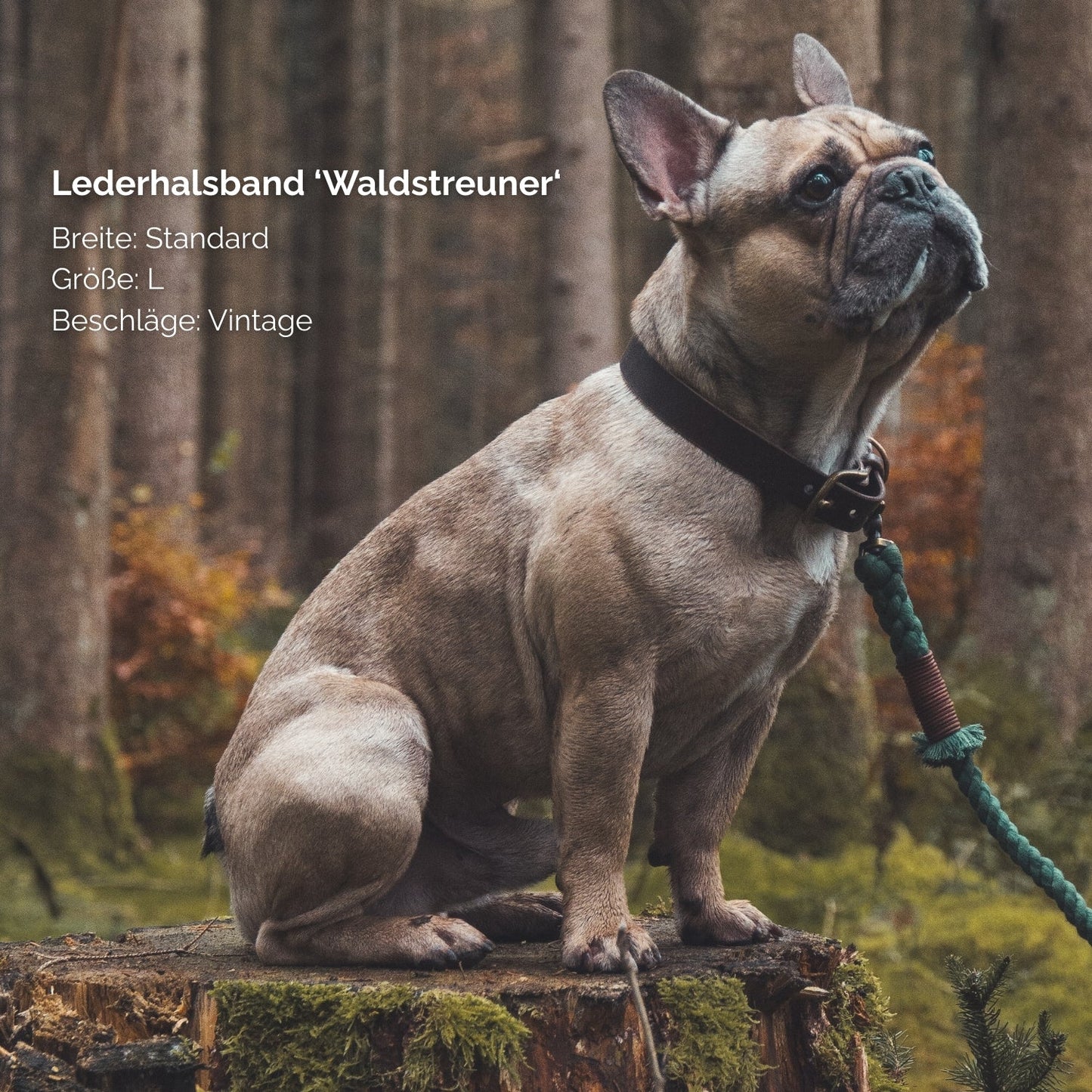 Lederhalsband 'Waldstreuner' Dunkelbraun