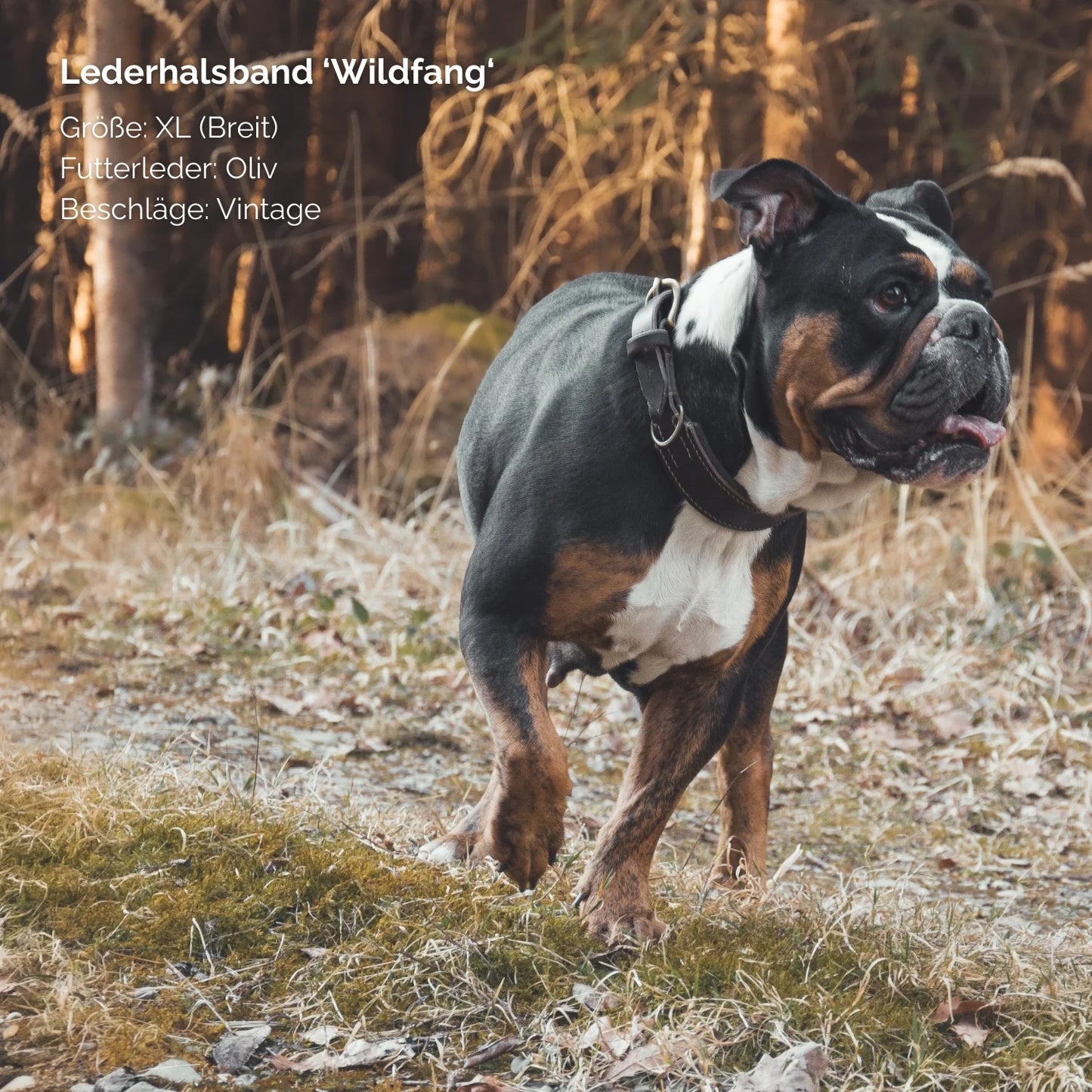 Lederhalsband 'Wildfang' Dunkelbraun