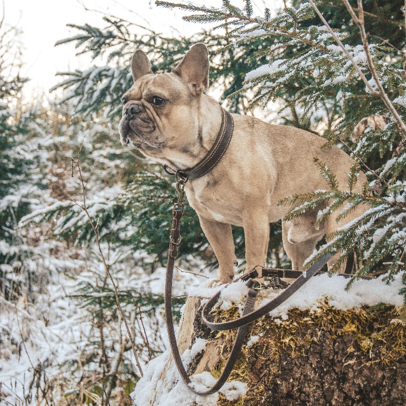 Lederleinen für Hunde Rassen