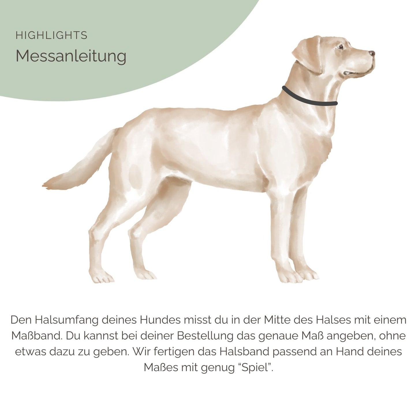 Hundehalsband für Hunde Messeanleitung