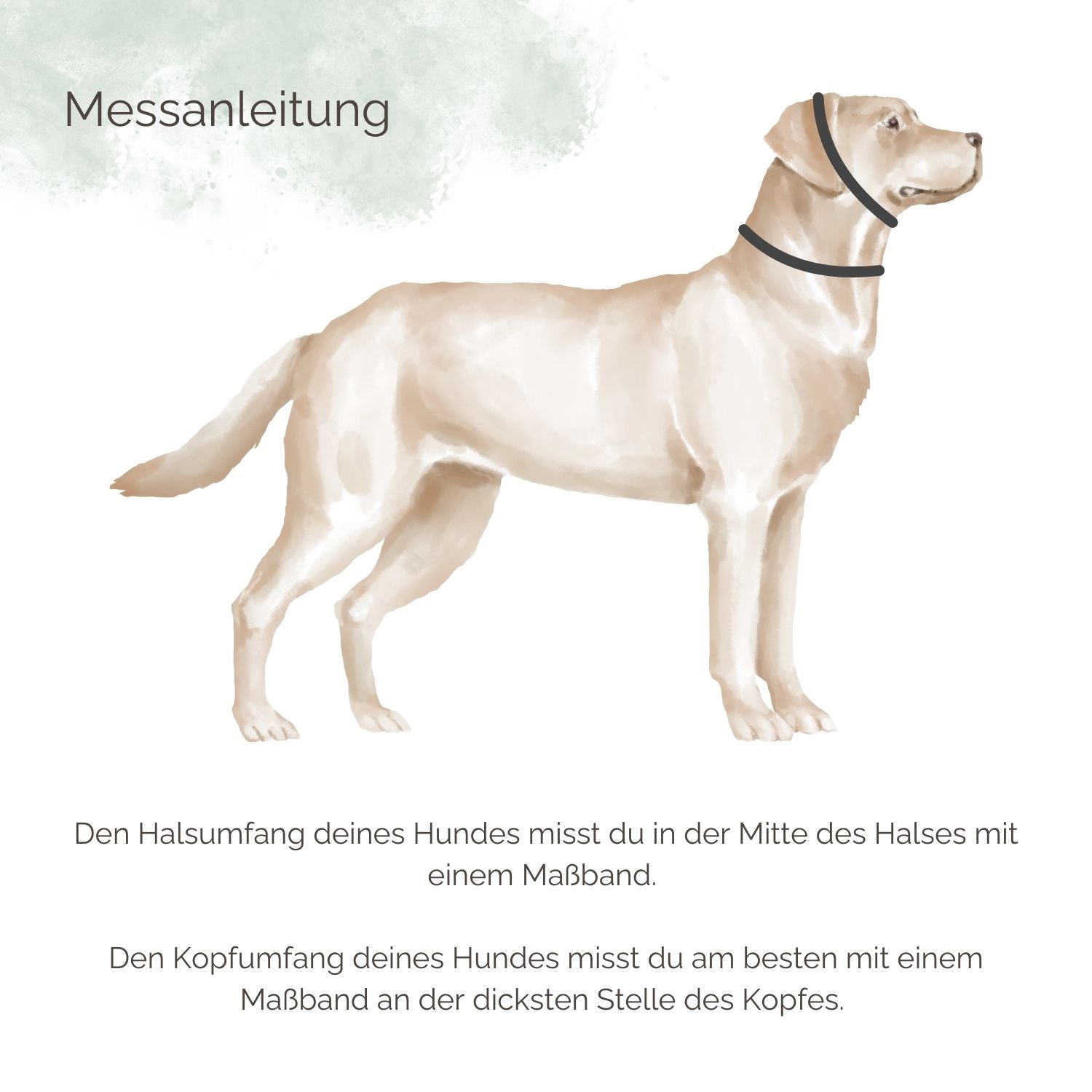 Zugstopp Hundehalsband Messanleitung