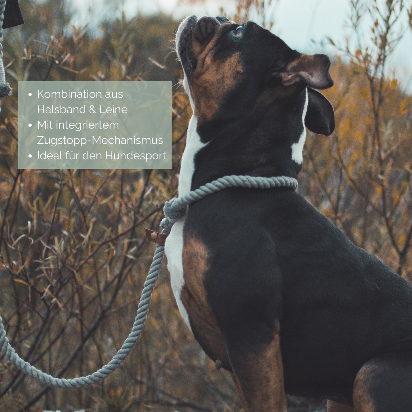 Retrieverleine Tau 'Cloud'