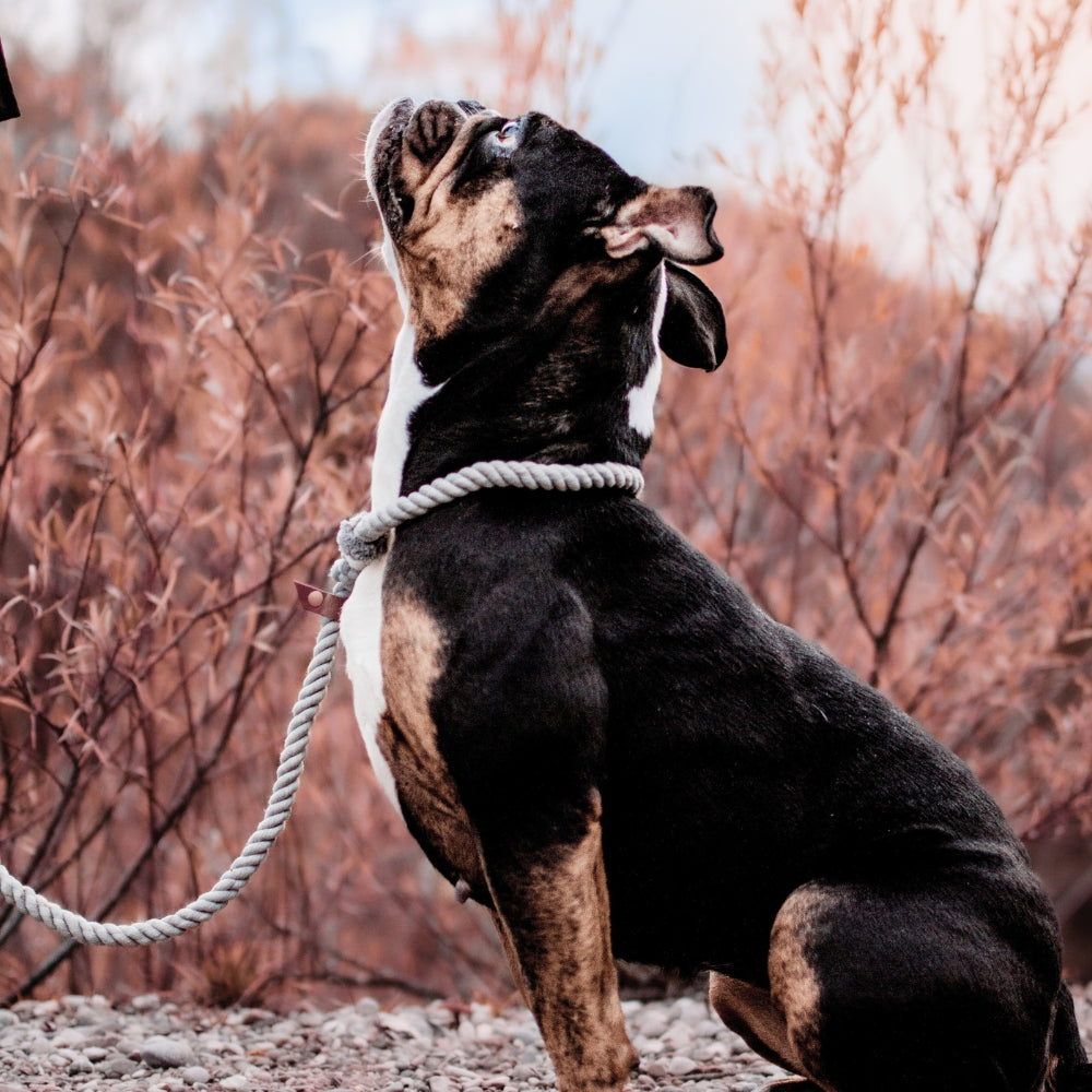 Retrieverleine für Hunde Rassen