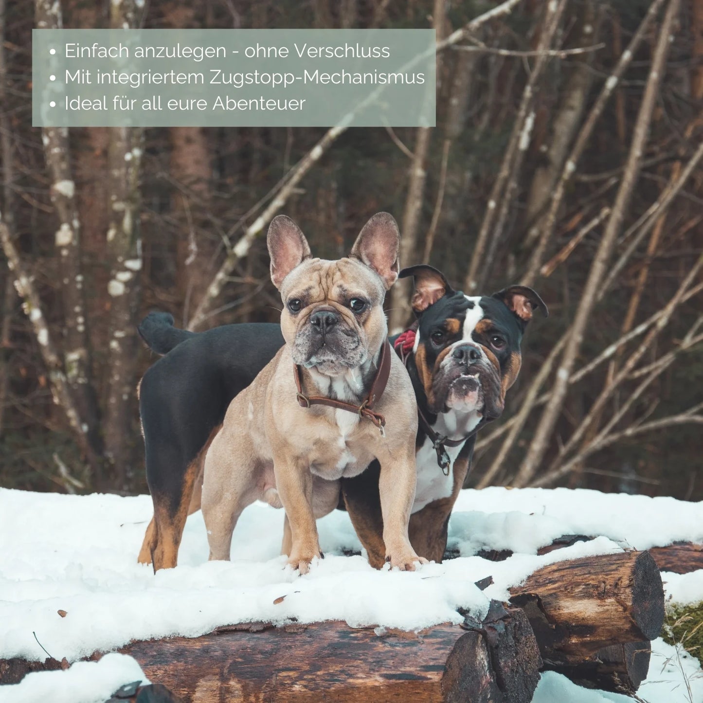 Zugstopp-Tauhalsband 'Ahoi' Grau